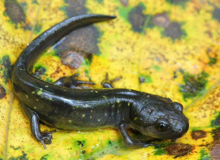 Spotted Salamander